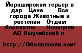 Йоркширский терьер в дар › Цена ­ 1 - Все города Животные и растения » Отдам бесплатно   . Ненецкий АО,Выучейский п.